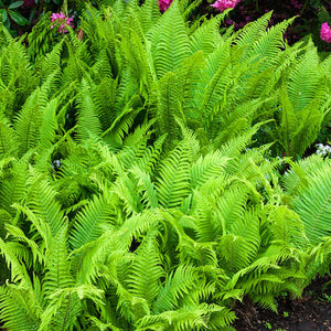 Fern Matteuccia struthiopteris 'Ostrich Fern'