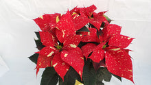 Load image into Gallery viewer, 7&quot; Red Glitter Poinsettia
