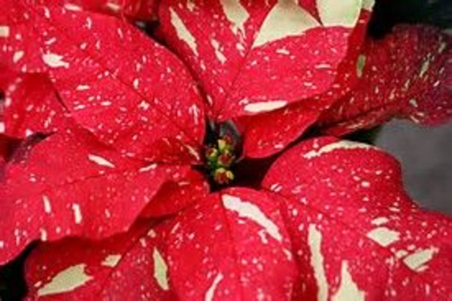 Poinsettia Red Glitter - Dewar Nurseries