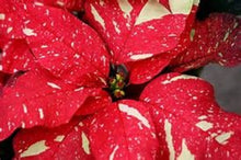 Load image into Gallery viewer, 7&quot; Red Glitter Poinsettia
