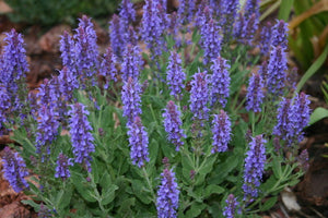 Sage Salvia "Blue HIlls"