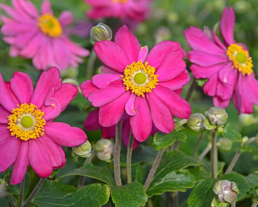 Anemone x 'Pamina' Windflower (1 gallon)