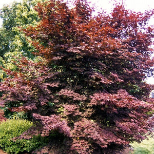 Acer palmatum "Emperor I" Japanese Maple