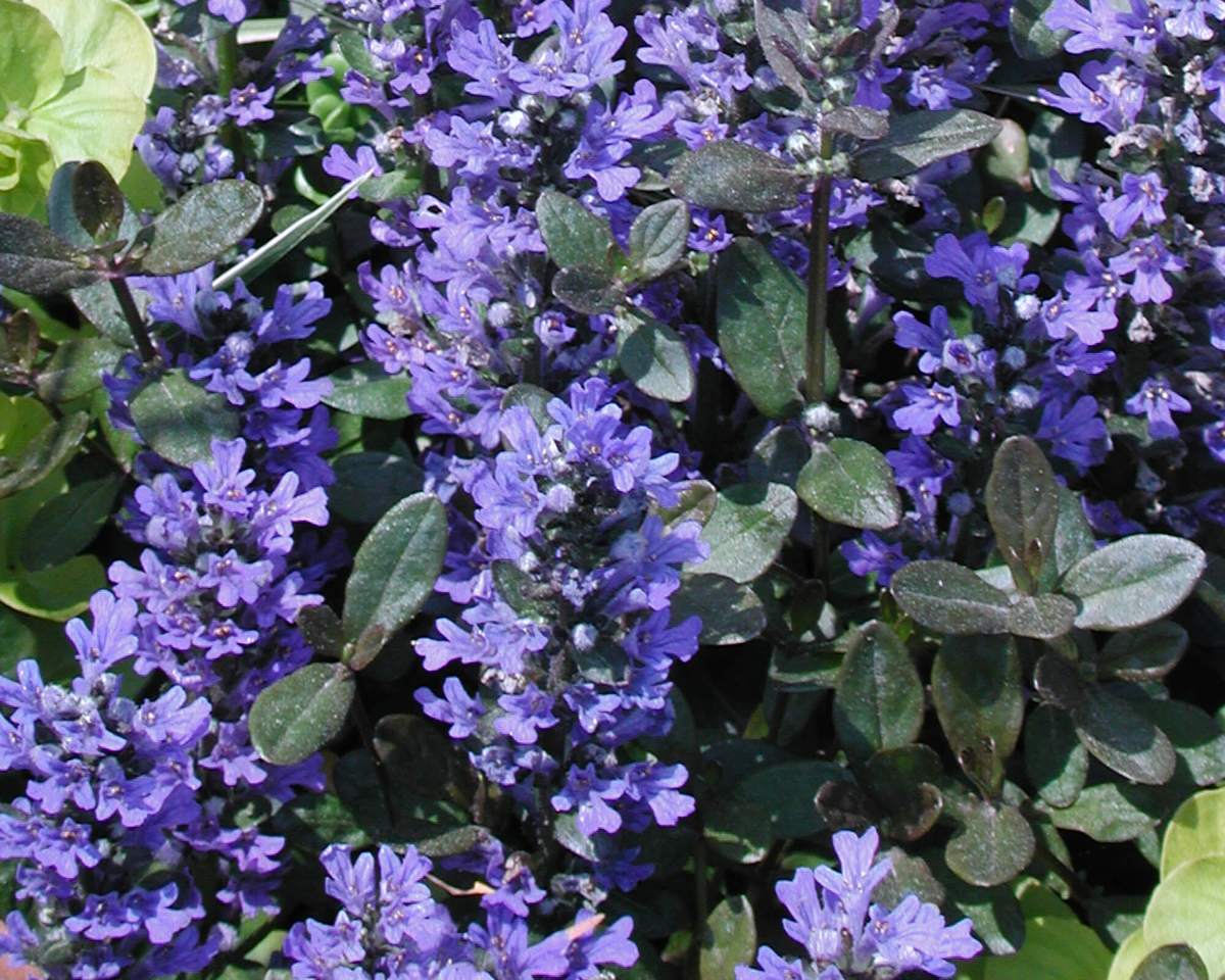 Ajuga reptans 'Chocolate Chip' – Denchfield Nursery, Inc