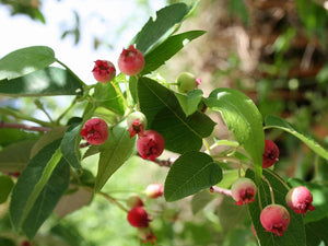 Amelanchier laevis "Allegheny Serviceberry"