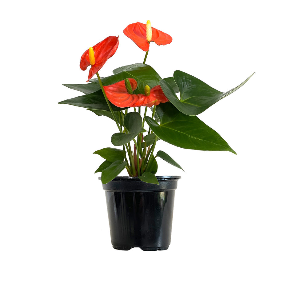 Anthurium 'Flamingo Flower'