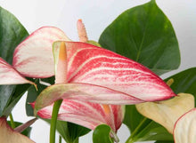 Load image into Gallery viewer, Anthurium &#39;Flamingo Flower&#39;
