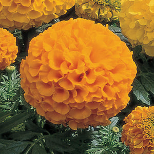 Marigold "Antigua Orange"