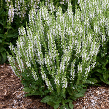 Load image into Gallery viewer, Salvia nemorosa &#39;Apex White&#39; Sage
