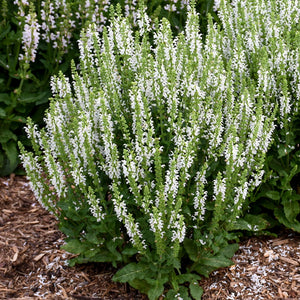 Salvia nemorosa 'Apex White' Sage