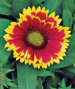 Gaillardia aristata 'Arizona Sun' Blanketflower