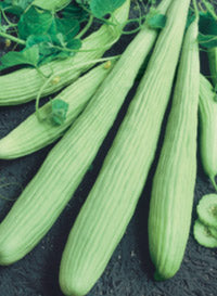 Cucumber "Armenian"