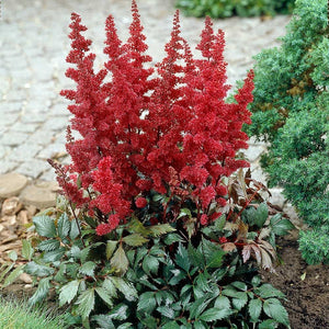 Astilbe "Visions in Red"