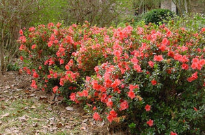 Azalea Encore "Autumn Coral"