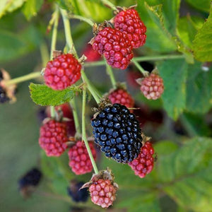 Rubus 'Baby Cakes' Blackberry