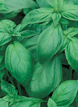 Load image into Gallery viewer, Basil &#39;Sweet&#39;
