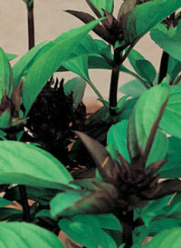 Basil 'Thai Siam Queen'