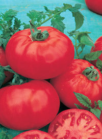 Tomato 'Better Bush'