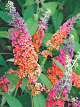 Load image into Gallery viewer, Butterfly Bush Buddleia &quot;Bicolor&quot;

