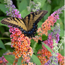 Load image into Gallery viewer, Butterfly Bush Buddleia &quot;Bicolor&quot;
