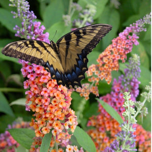 Butterfly Bush Buddleia "Bicolor"