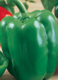 Pepper 'Big Bertha'