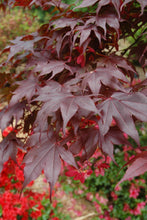 Load image into Gallery viewer, Acer palmatum &quot;Bloodgood&quot; Japanese Maple
