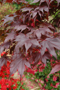 Acer palmatum "Bloodgood" Japanese Maple