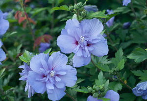 Hibiscus syriacus 'Blue Chiffon' Rose of Sharon