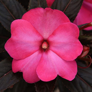 New Guinea Impatiens 'Sonic Bright Pink' Hanging Basket