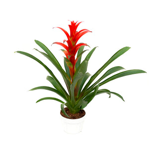 Bromeliad guzmania