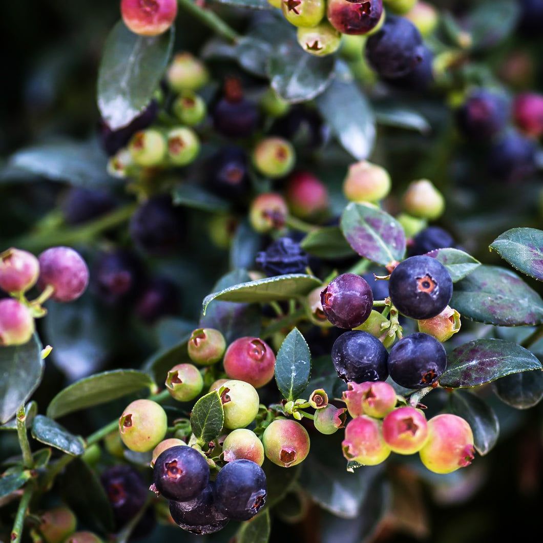 Vaccinium 'Buckle' Blueberry Bush