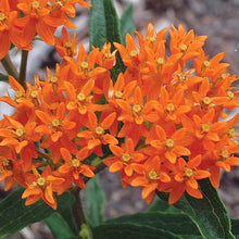 Load image into Gallery viewer, Butterfly Flower Milkweed Asclepias &quot;Orange&quot;
