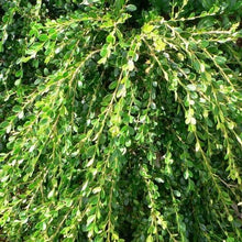 Load image into Gallery viewer, Buxus sempervirens ‘Unraveled' Boxwood
