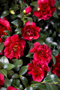 Camellia sasanqua 'October Magic Ruby'