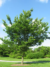 Load image into Gallery viewer, Celtis occidentalis &quot;Northern Hackberry&quot;
