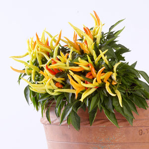 Ornamental Pepper 'Chilly Chilli'