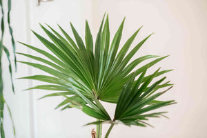 Palm 'Chinese Fan'