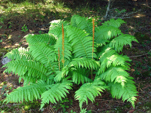 Fern "Cinnamon"