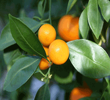 Citrofortunella 'mitis' Calamondin Orange Tree