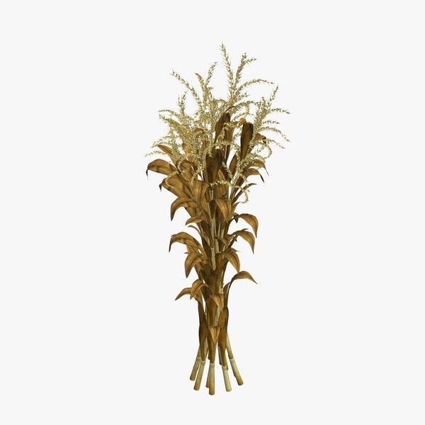 Corn Stalk 6 ft