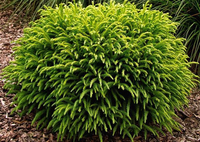 Cryptomeria japonica 'Globosa Nana' – Denchfield Nursery, Inc
