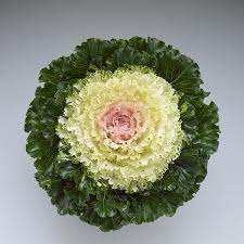 Ornamental Kale 'Crystal Snow'