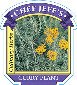 Curry Plant