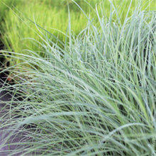 Load image into Gallery viewer, Carex flacca &#39;Blue Zinger&#39; Sedge
