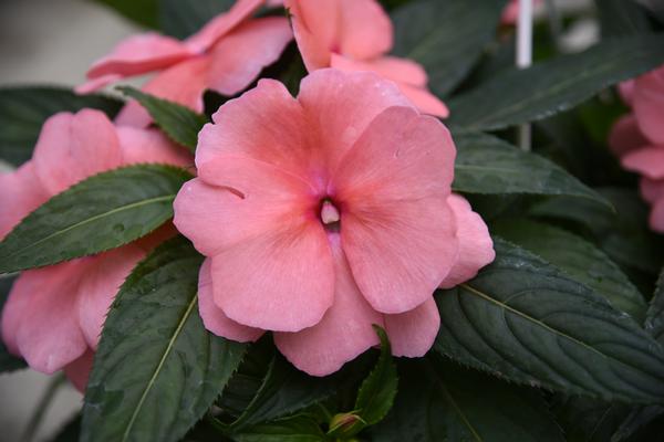 New Guinea Impatiens 'Sonic Salmon' Hanging Basket