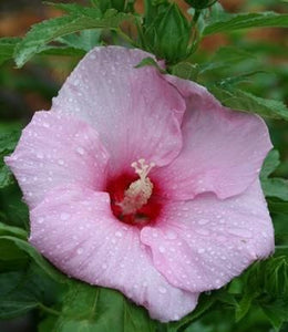 Hibiscus "Cherub" Rose Mallow