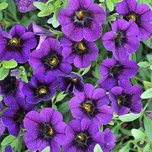 Calibrachoa 