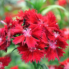 Load image into Gallery viewer, Dianthus &quot;Rockin Red&quot;
