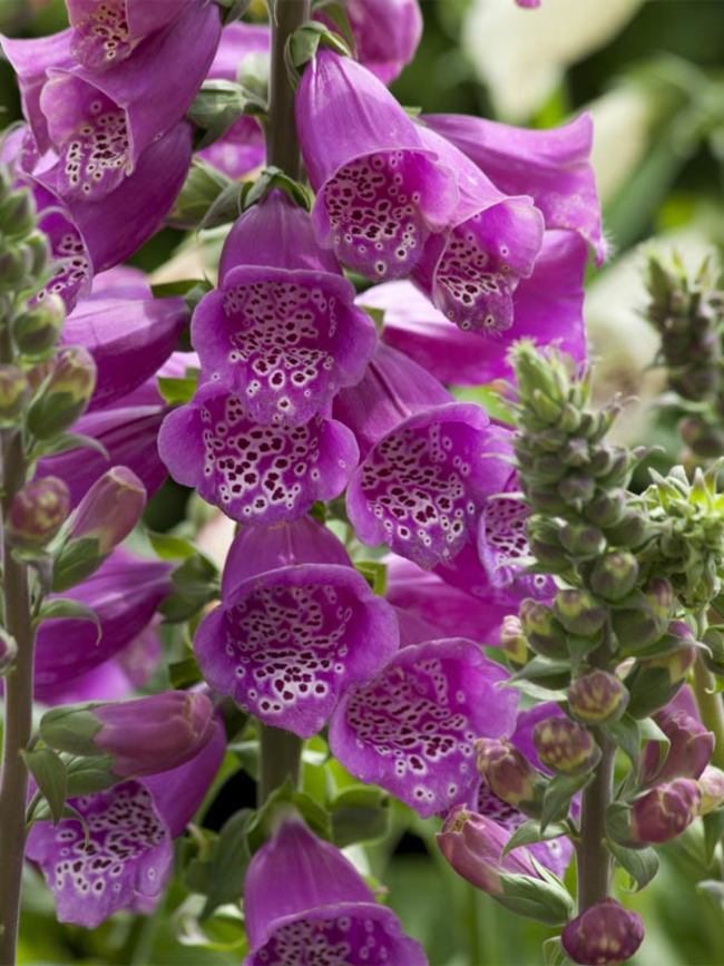 Digitalis purpurea 'Dalmatian Purple' Foxglove